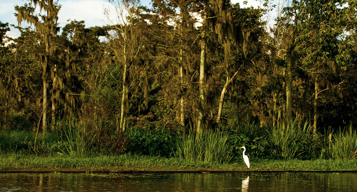 impact17-lablackbear_bayouteche.jpg