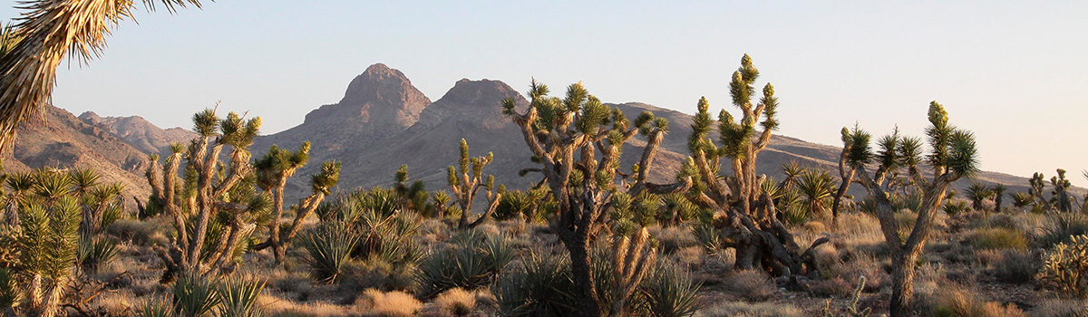 impact20-nationalmonuments-castlemountains.jpg