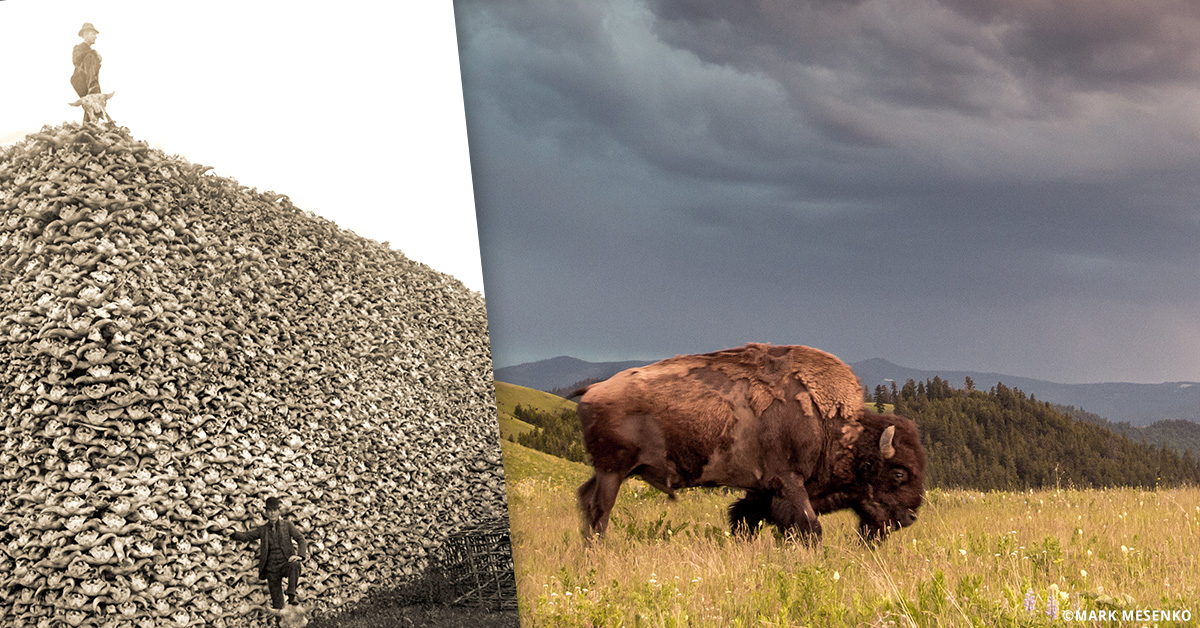 impact4-bisonresoration-header.jpg