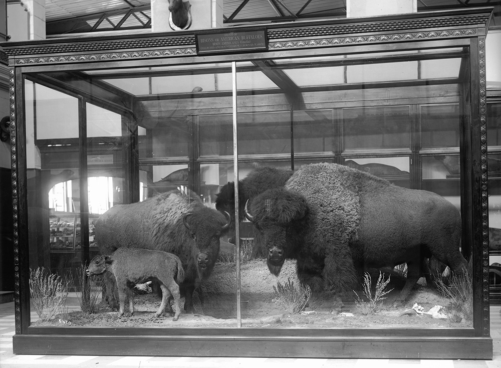 impact4-hornadaysbisondisplay.jpg