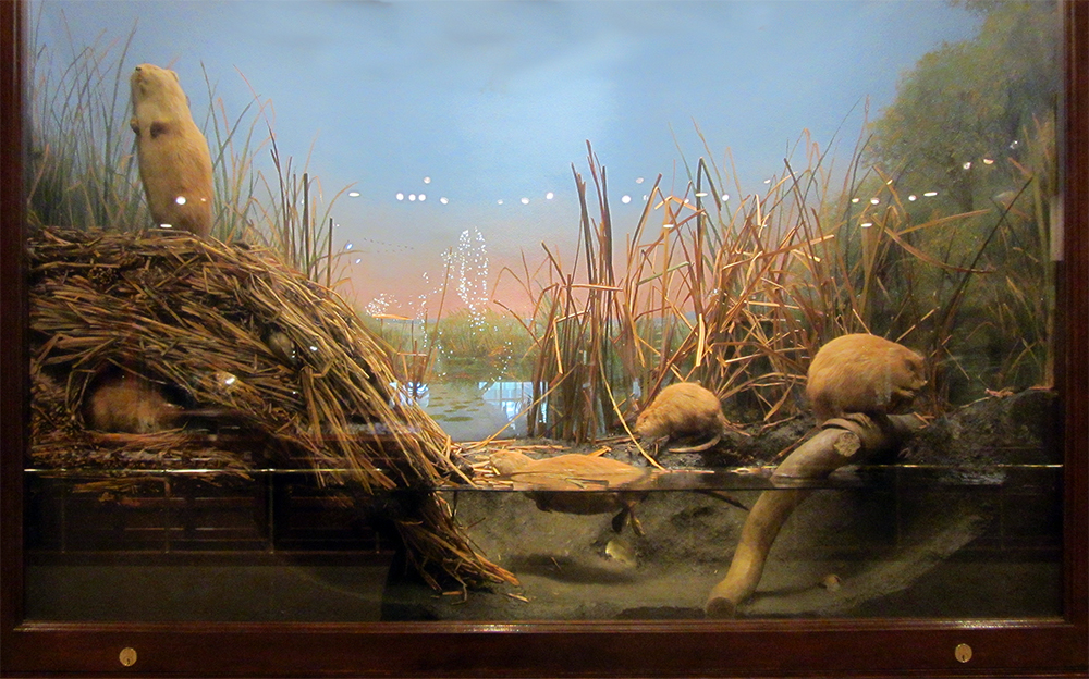 impact_akeley_muskrats.jpg