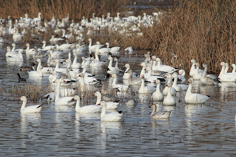 impact_nam-snowgeese.jpg