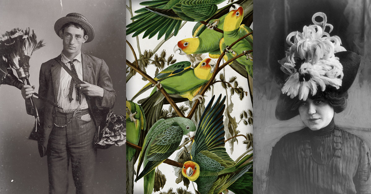 impact_refuges1-parakeet.jpg