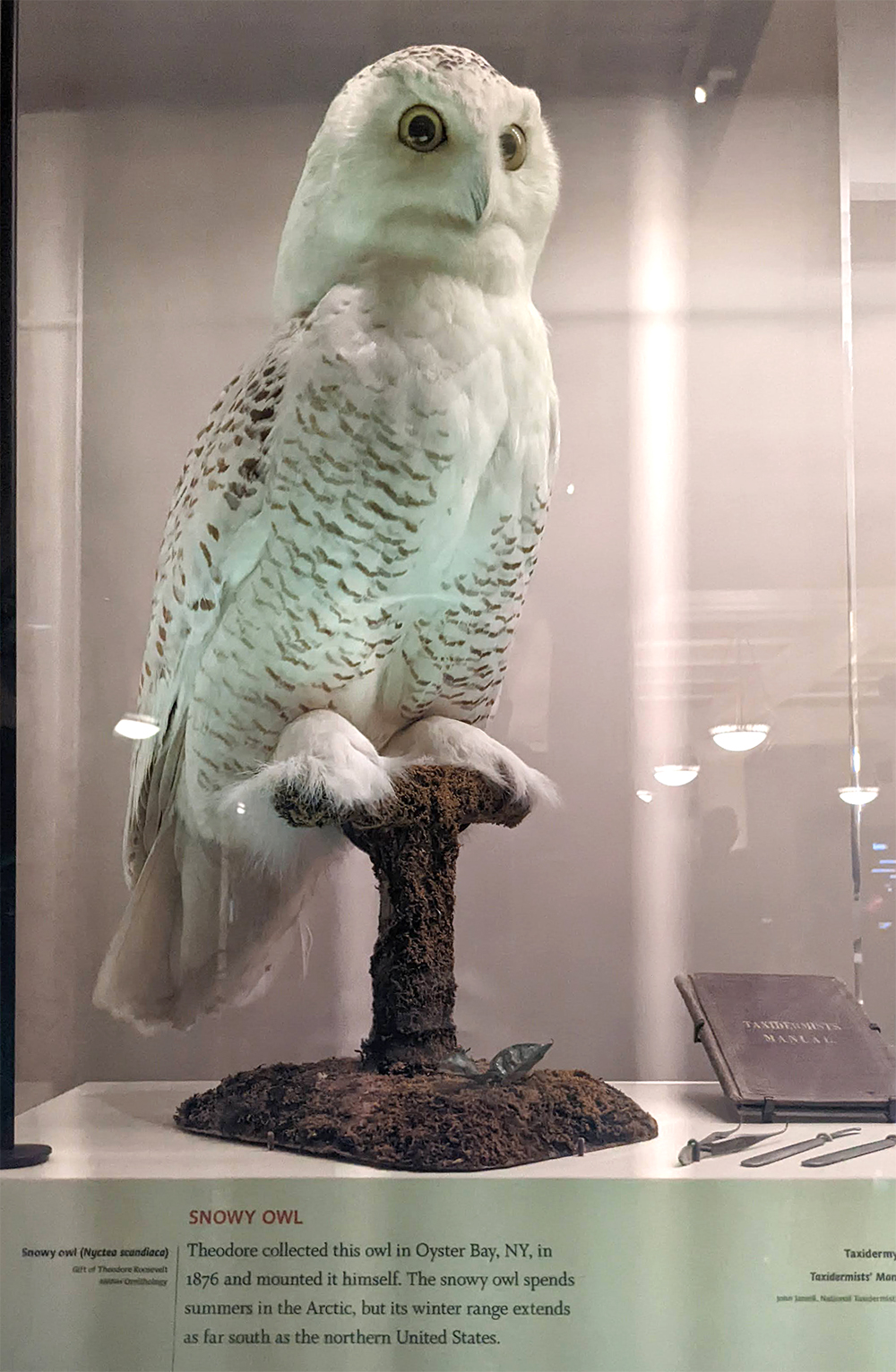 impact_roosevelt_owl.jpg