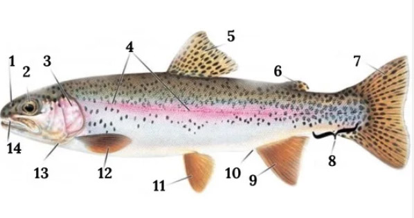 kahoot-trout.jpg