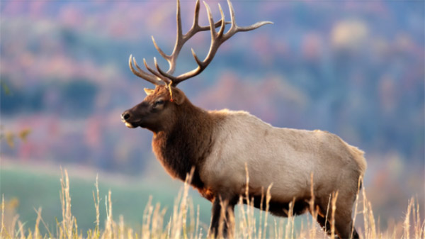 kahoot-ungulates.jpg