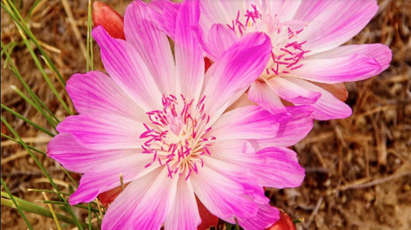 kahoot-wildflowers.jpg