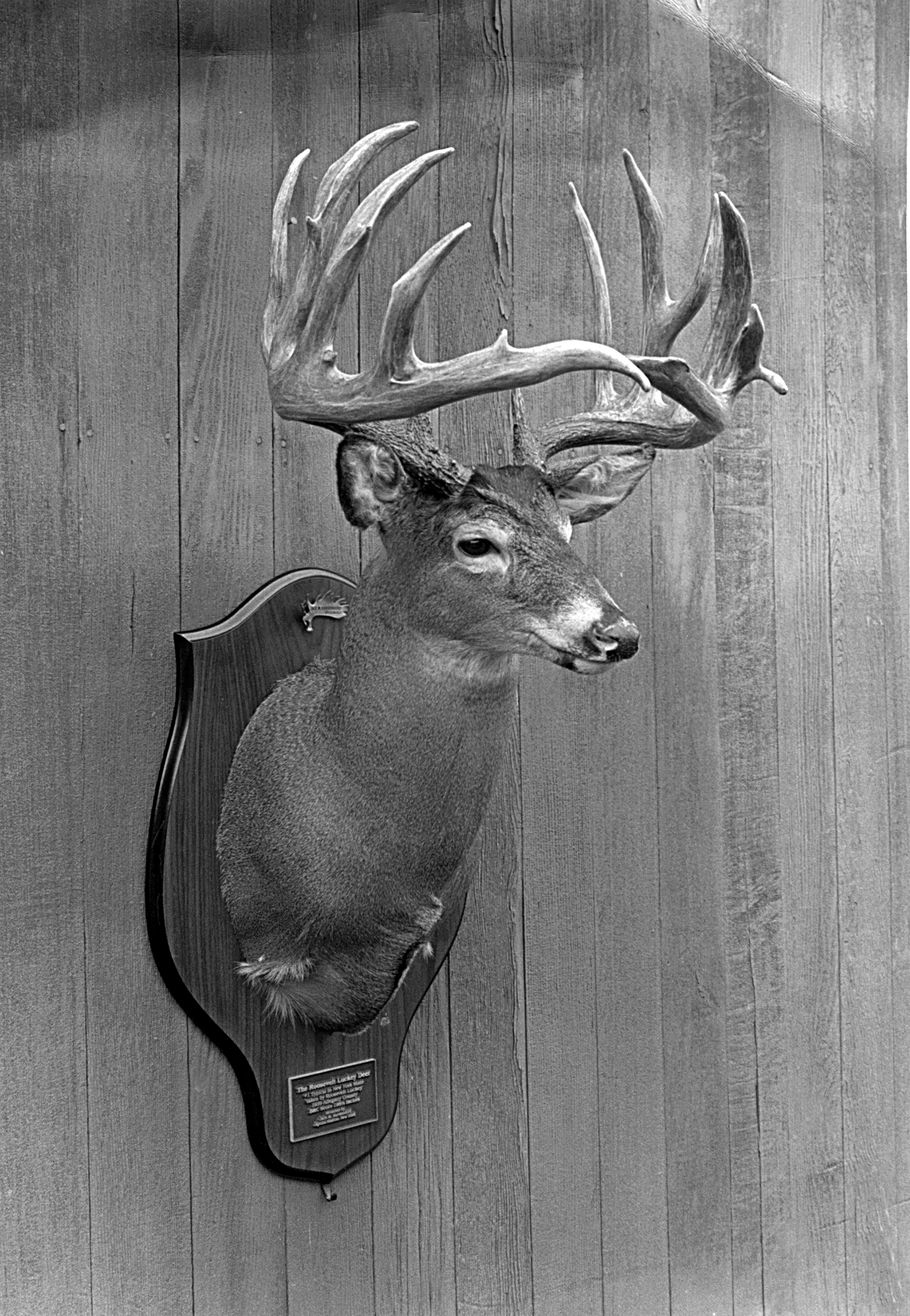 luckey_buck_1.jpeg