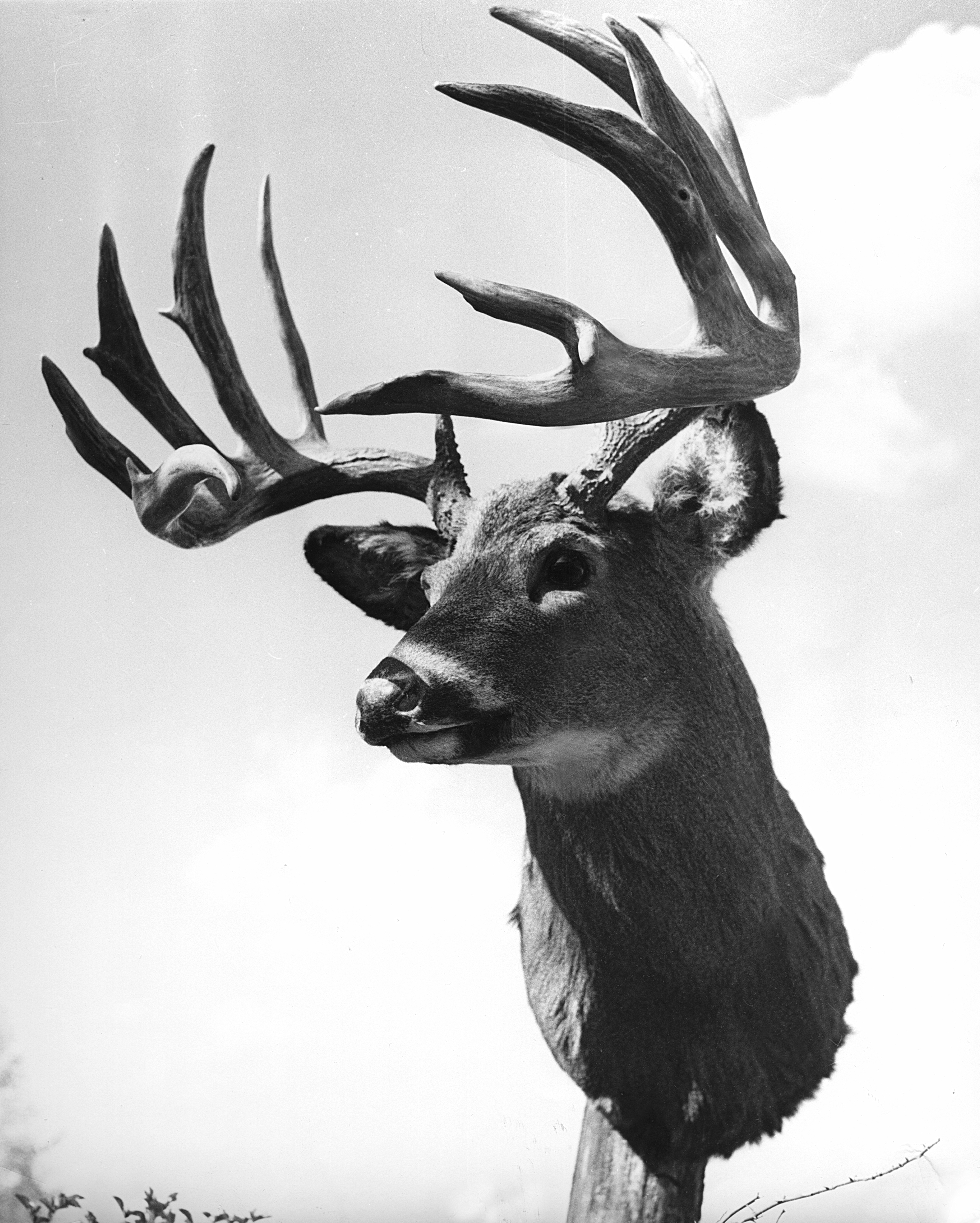 Adventures from the Archives - Roosevelt Luckey's World's Record