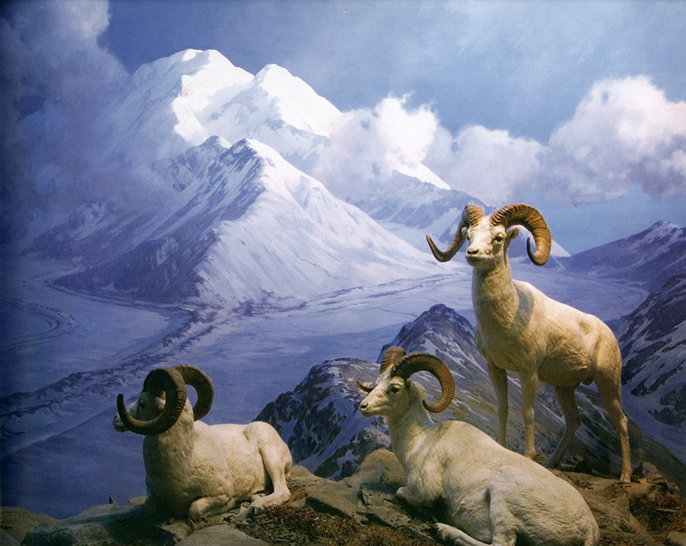 memberspotlight-belmorebrown-diorama.jpg