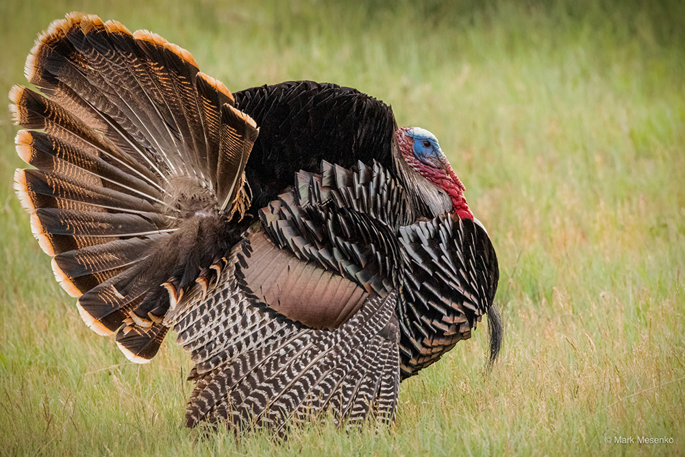 memberspotlight-chartmerriam-turkey.jpg