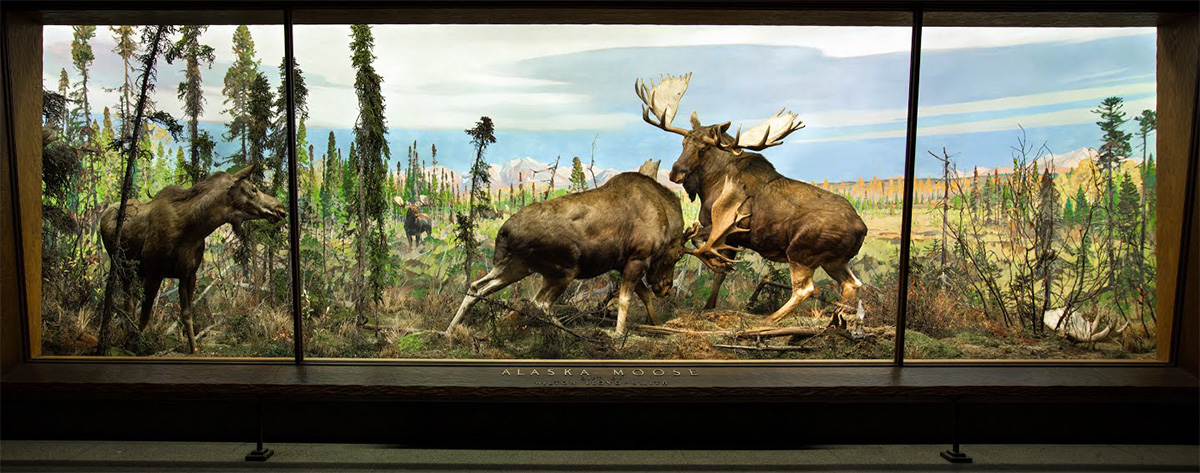 Alaska moose diorama at the American Museum of Natural History. Rungius painted the background. The&nbsp;foreground was created by George Frederick Mason with James Carmel. Taxidermy by Robert Rockwell.