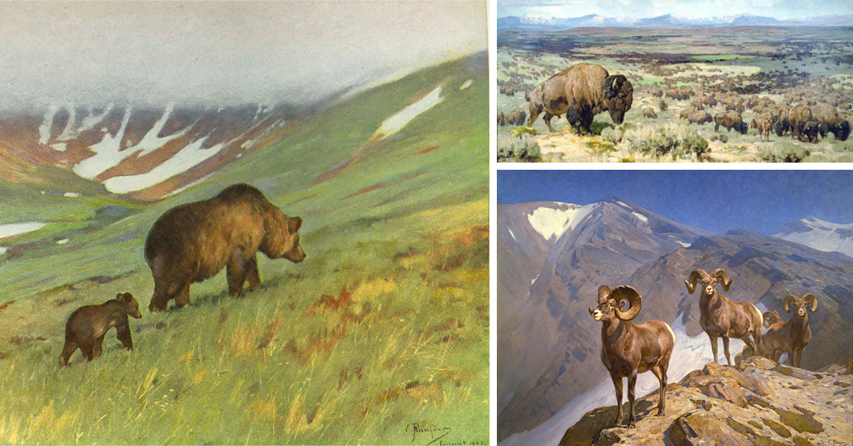 A collage of Rungius paintings. From left: "I saw the bear slowing walking along the upper surface of the basin." Featured in Wilderness of the Upper Yukon&nbsp;​​​​​​​(1904). The Days of the Bison Millions, American Buffalo in Northwest Wyoming (1917). Bighorn Sheep on Wilcox Pass (1912).