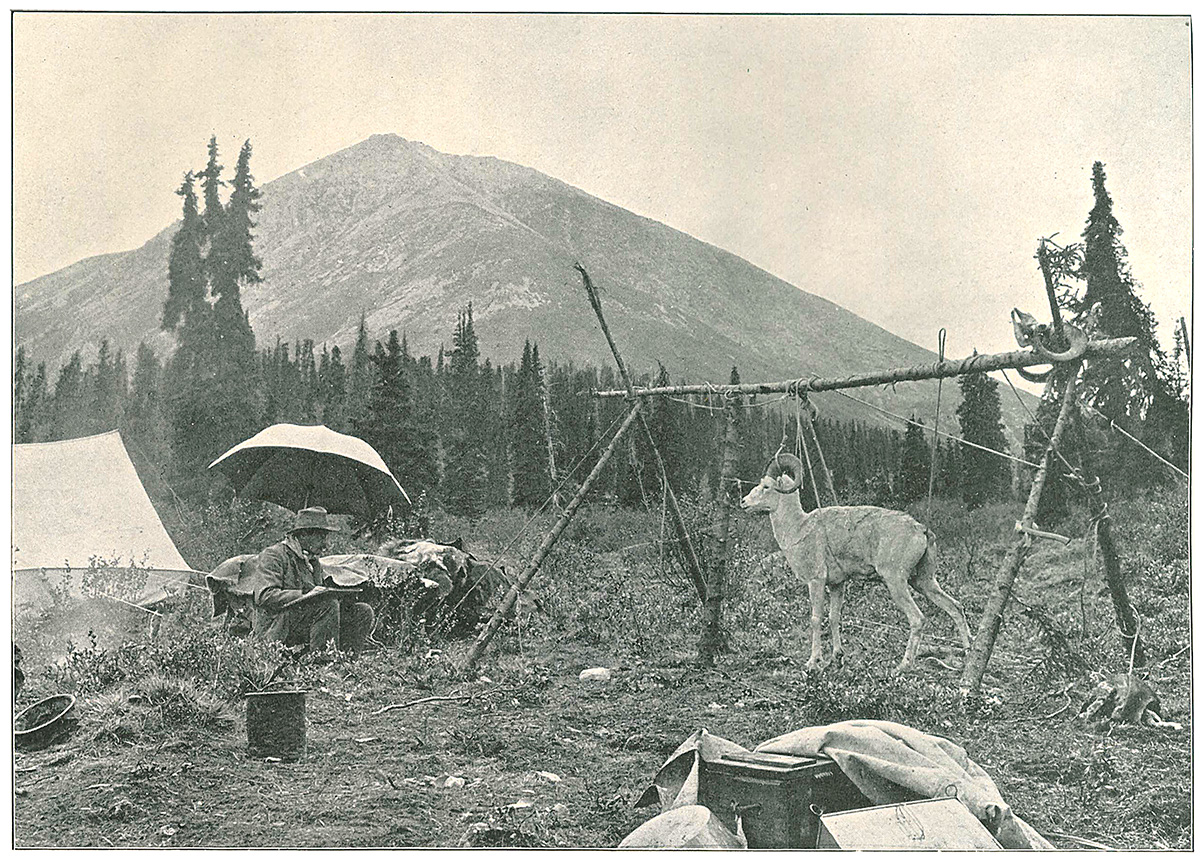 Rungius sketching a Dall's sheep ram during his adventure with Charles Sheldon in the Yukon.