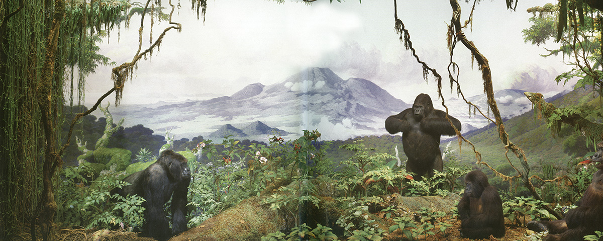 memberspotlight_akeleygorilladiorama.jpg