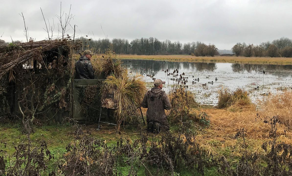 mgood_news_ducks.jpg