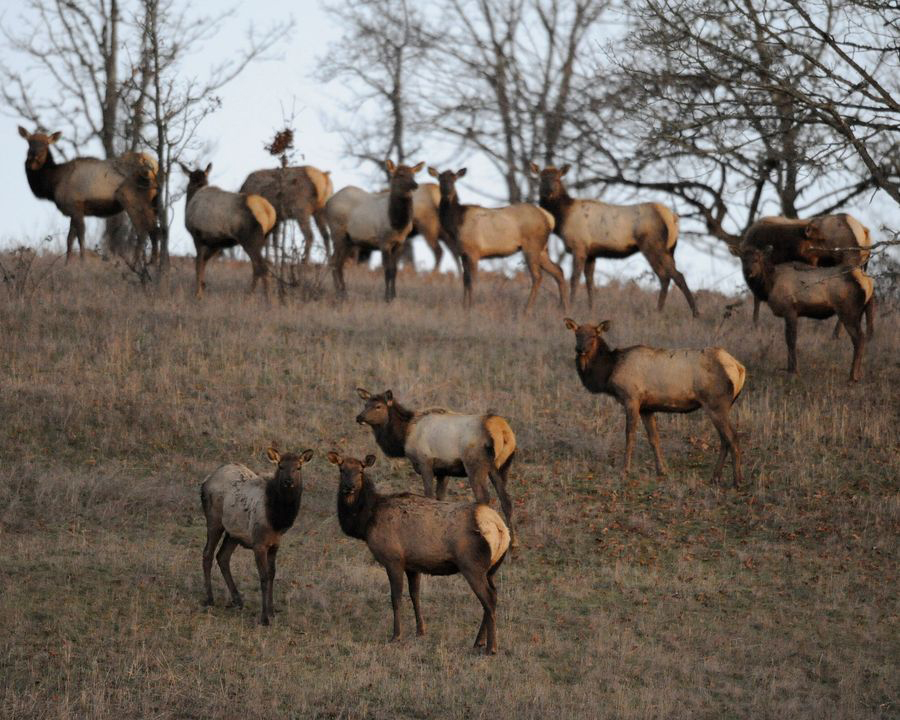 mgood_news_elk.jpg