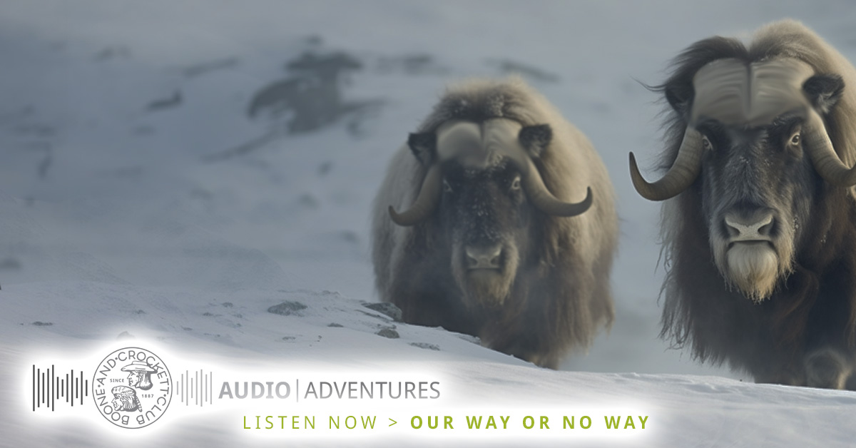 mrjamesmuskox-audioadventure-fb.jpg