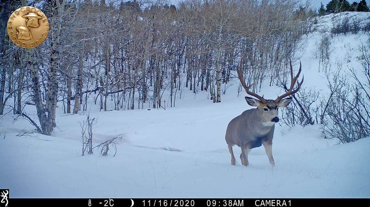 muledeer-img_0143-screenshot-1200px.jpg