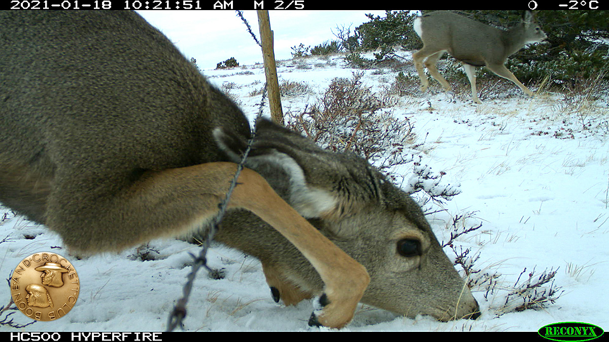 muledeer-img_3332-1200px.jpg
