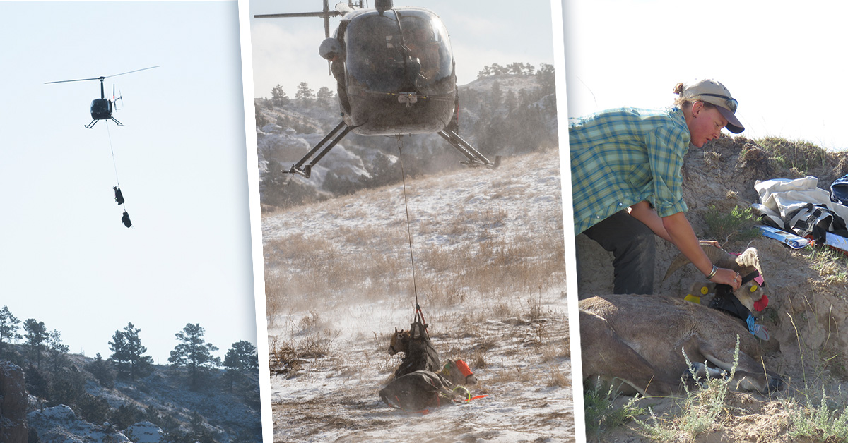 ne-bighornrestoration-collage.jpg