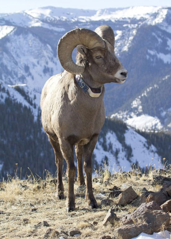 news-031720_bighorn_sheep_ram.jpg