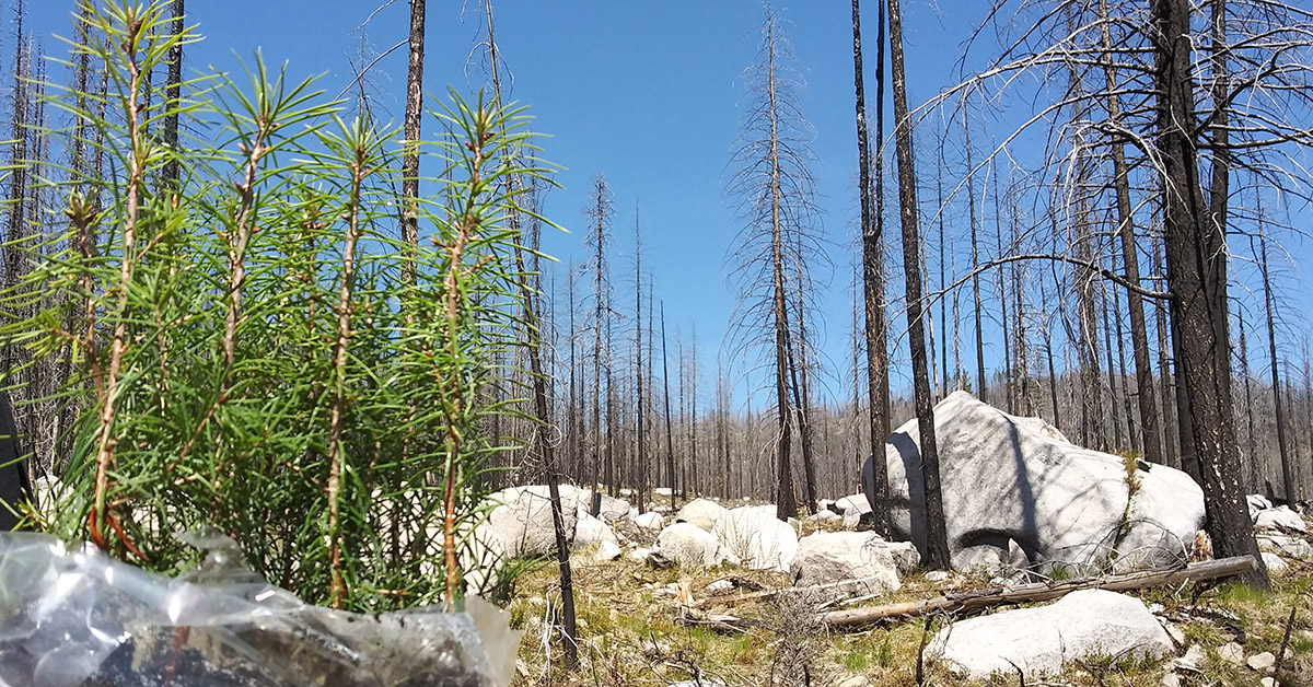 news-07-14-2021-infastructurereforestation.jpg