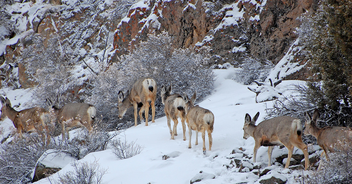 news-5-6-2021-collaborativeconservation.jpg