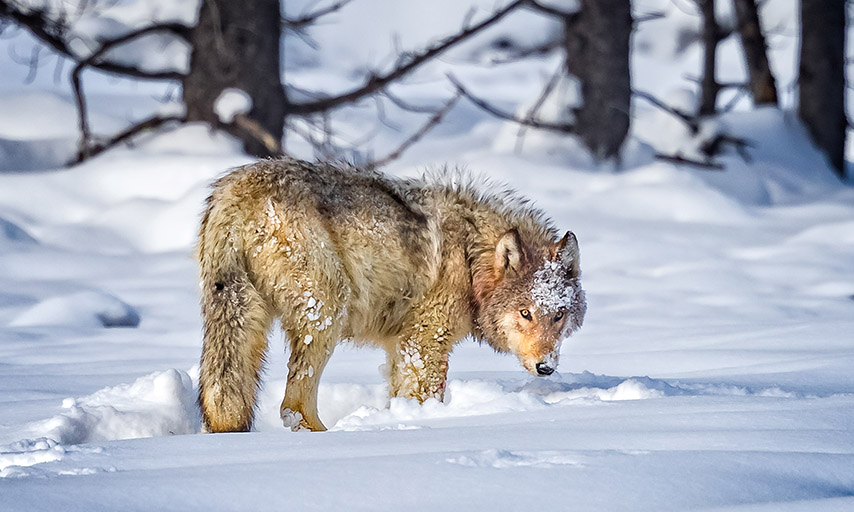 news-graywolf-delisting.jpg