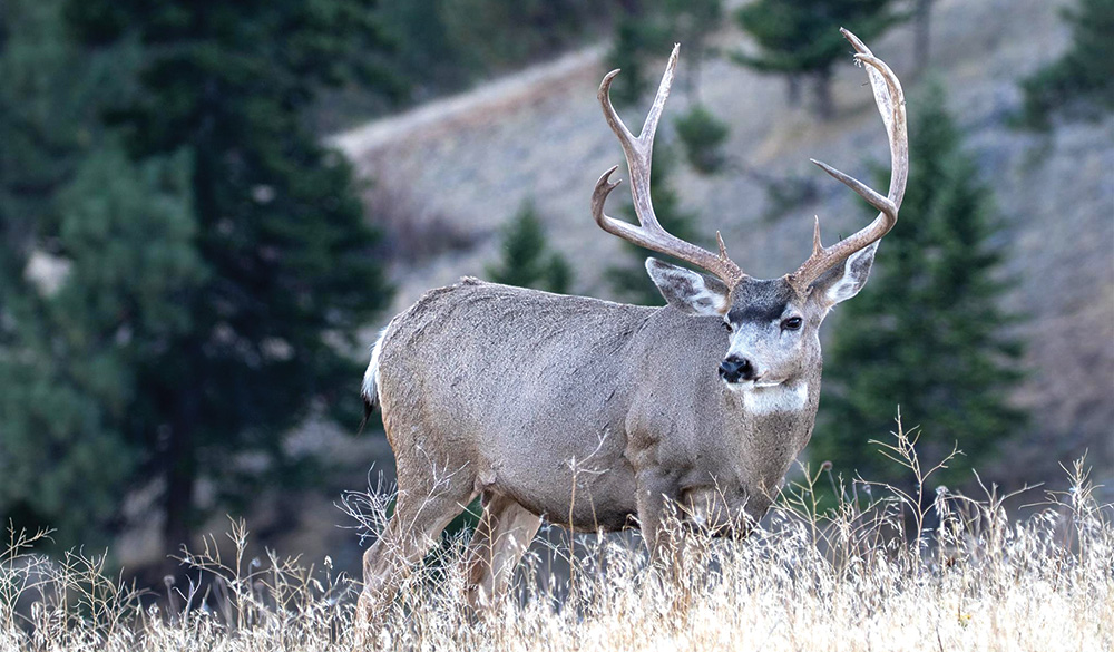 news-muledeer.jpg