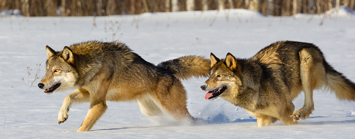 news_fwswolves-9-16-2021-header.jpg