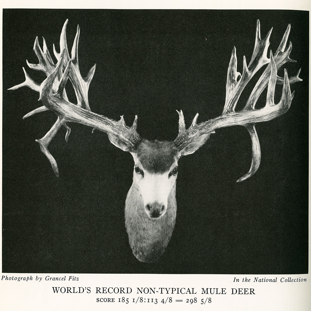 nucleus_andrewdaumntmuledeer.jpg
