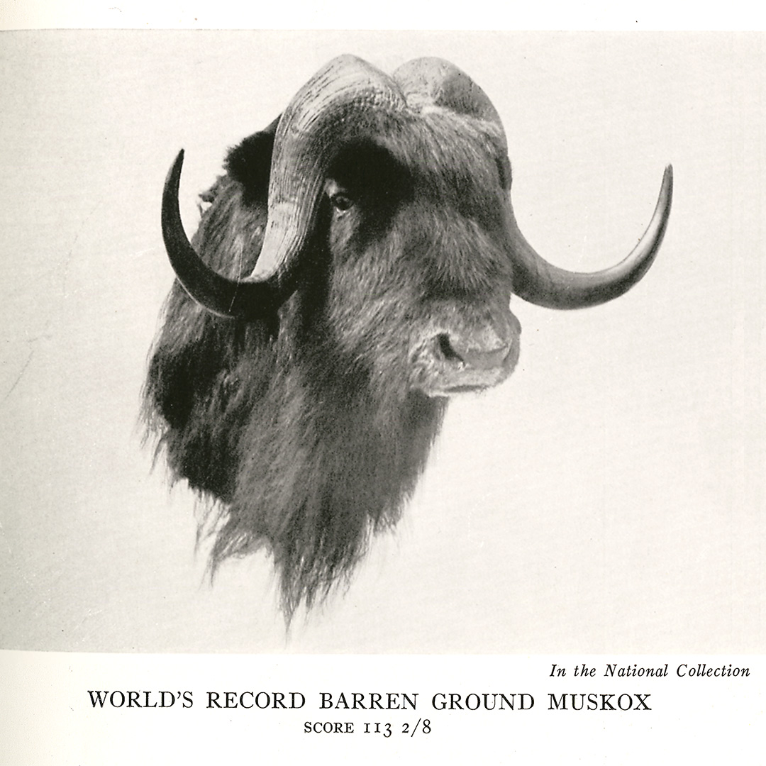nucleuscollection-derhammuskox-part3.jpg