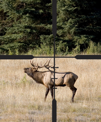 Bull Elk
