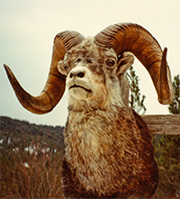 peek_ram_sm.png