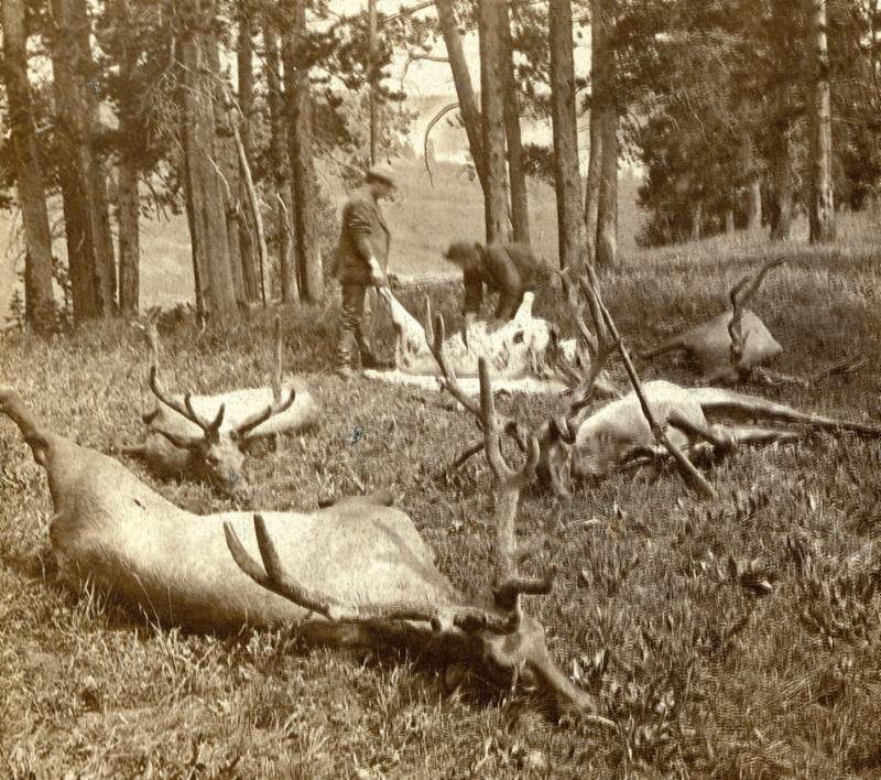 POACHandPAY-Yellowstone-elk.jpg