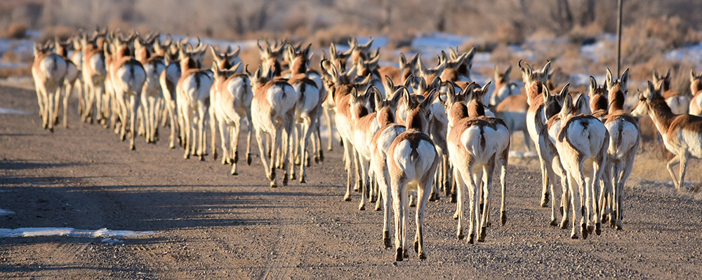 rec3_-_tom_koerner-usfws_49619824042_8d56140d5e_header.jpg