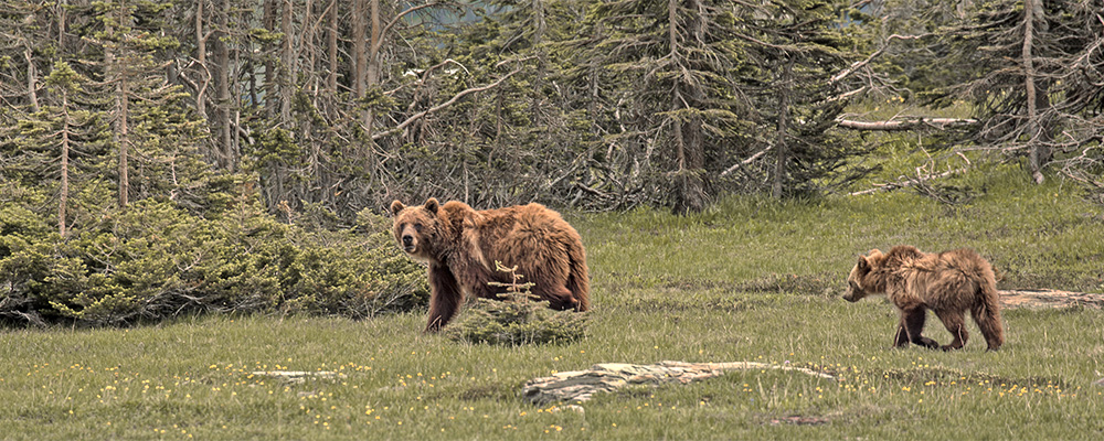 rec7-grizzly-istock-826512138-header.jpg