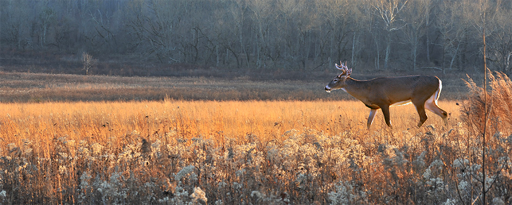 rec8-deer-istock-871824782-header.jpg
