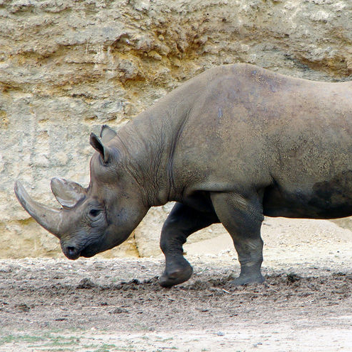 rhino.jpg
