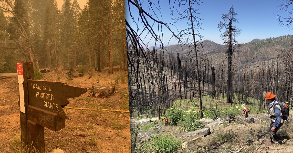 saveoursequoias-header.jpg