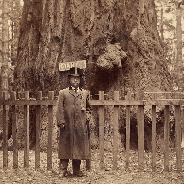 saveoursequoias-tr-600px.jpg