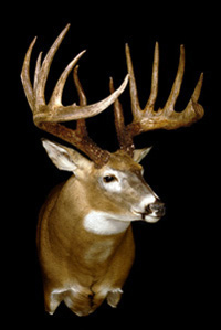 SHOULDERMOUNT_KingBuck.jpg