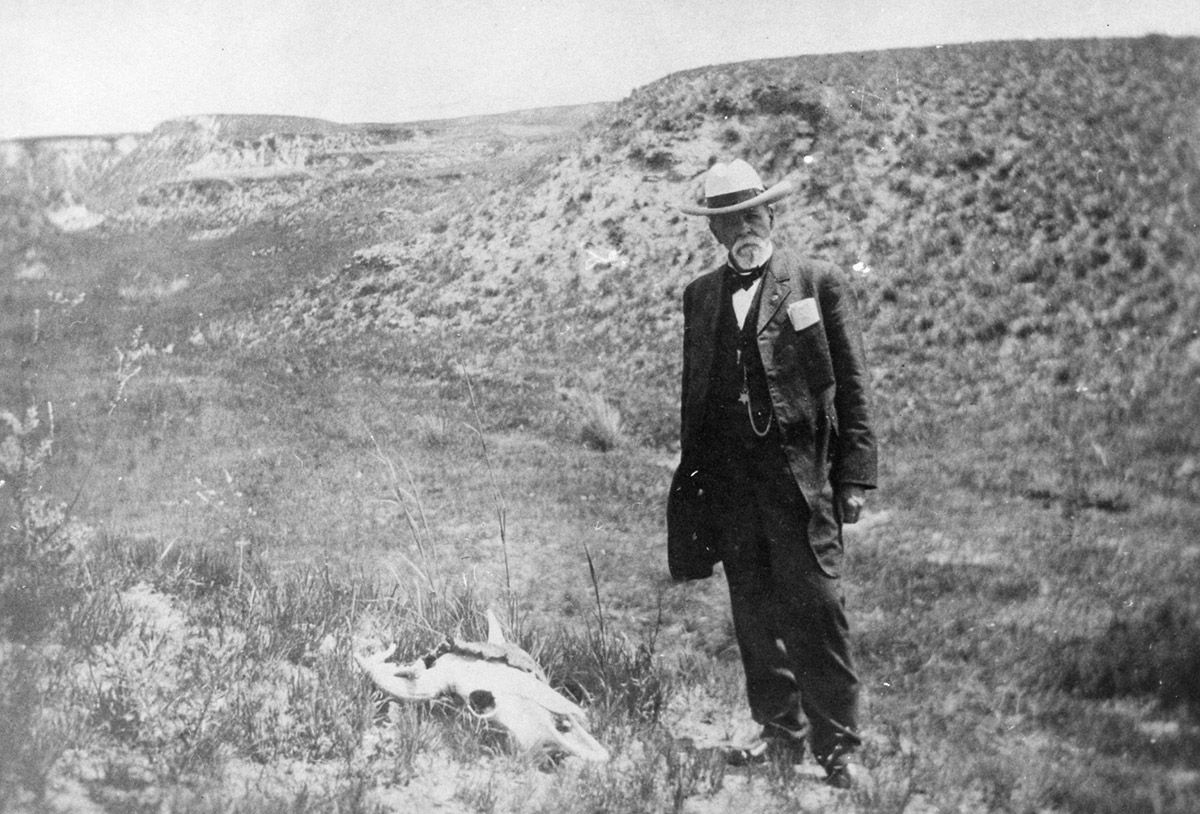 spotlight-lacey-1906bisonskull.jpg