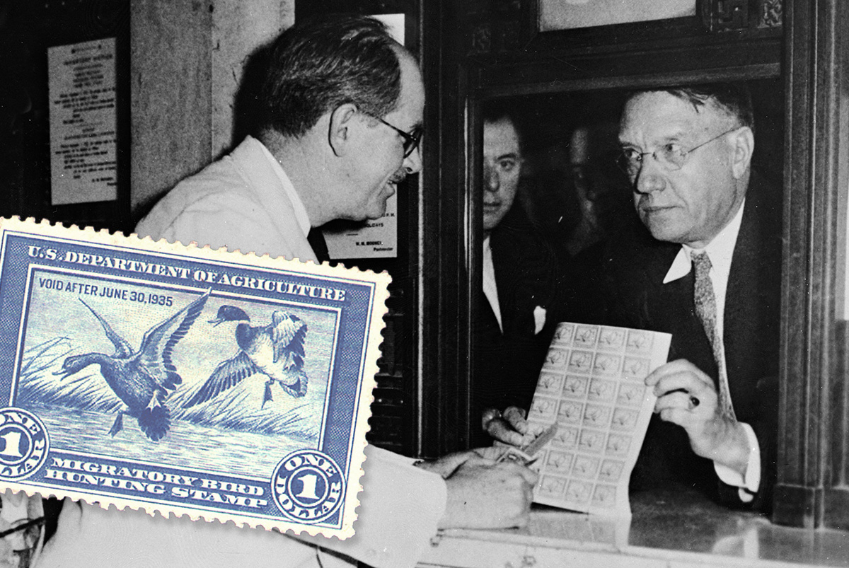 spotlight_darling-duckstamp.jpg