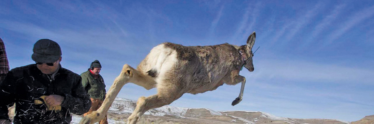 tbspotlight-ats-deerbanner2.jpg