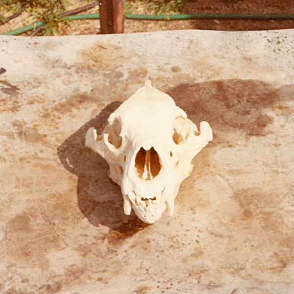 terrified-audioadventure-skull.jpg