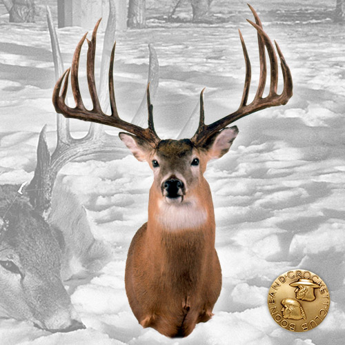 top5whitetails-1-ig.jpg