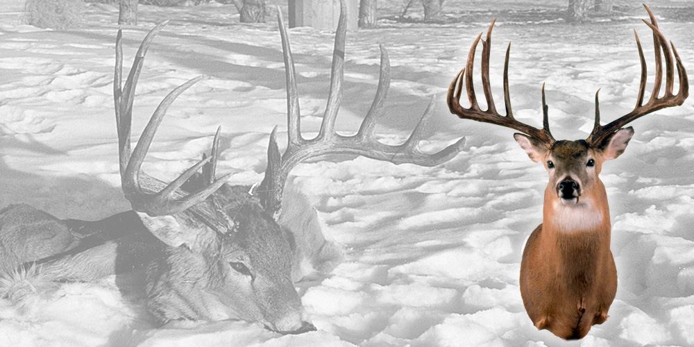 top5whitetails-1.jpg