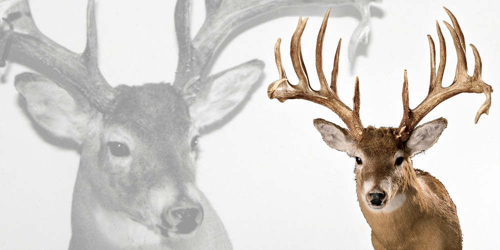 top5whitetails-5jansen.jpg
